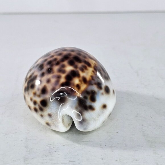 Tiger Cowrie Sea Shell Glossy Brown & White Spotted Ocean Decor - Picture 5 of 8